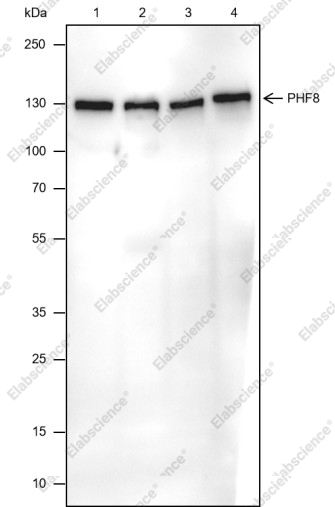 Recombinant PHF8 Monoclonal Antibody - 1