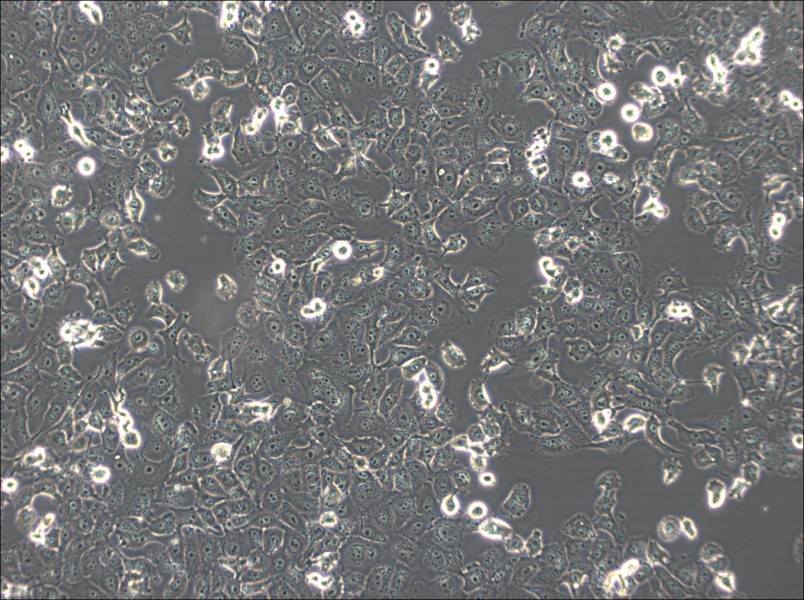 NCI-H1299 Cell Complete Medium - 2