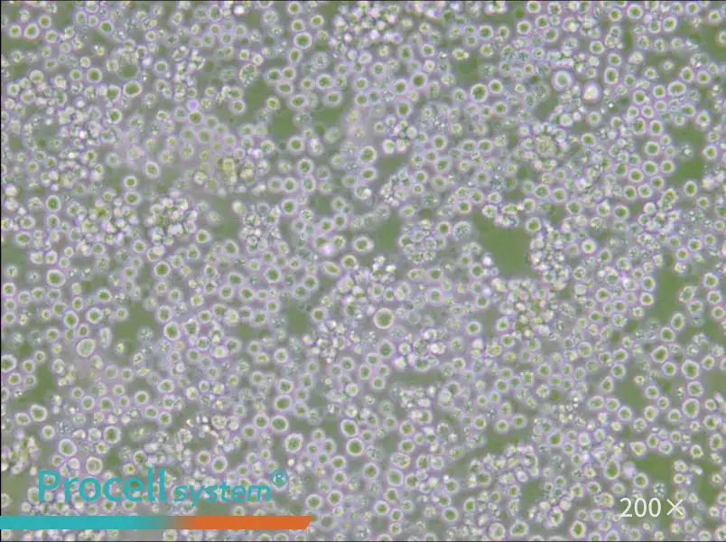 AE-2 Cell Complete Medium - 5