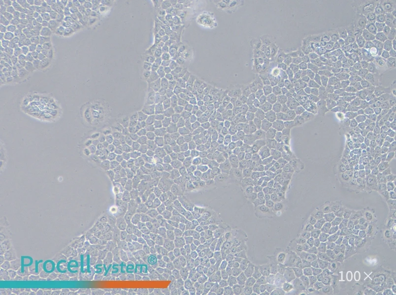 BxPC-3 Cell Complete Medium - 1
