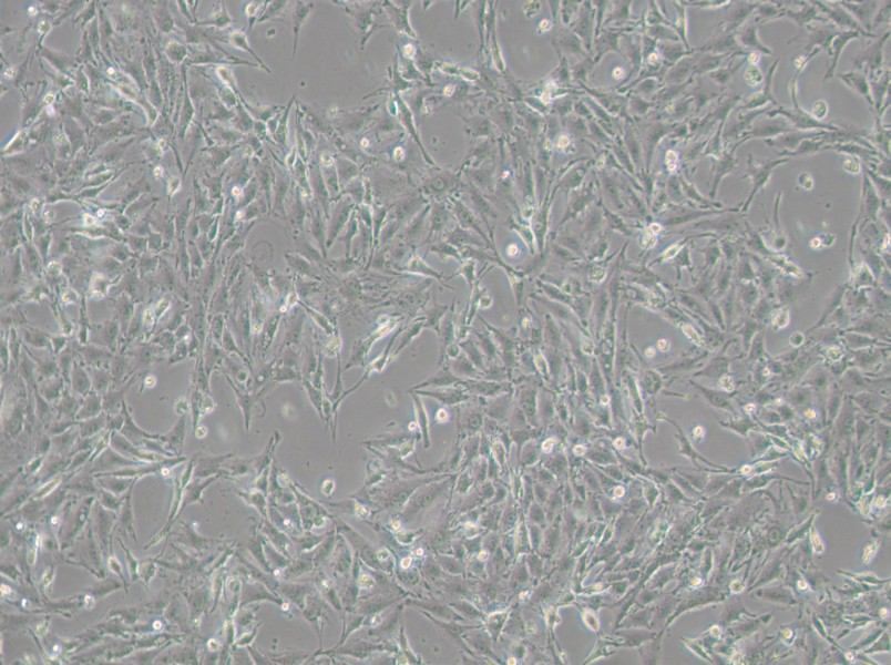 IBRS-2 [IB-RS-2] Cell Complete Medium - small - 4