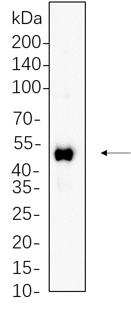 Recombinant RUNX1 Monoclonal Antibody-searchlist-1