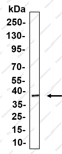 Recombinant SCF Monoclonal Antibody - 1