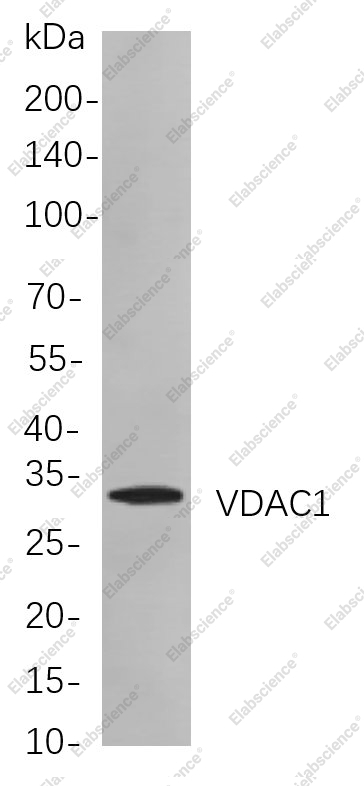 Recombinant VDAC1 Monoclonal Antibody - 1