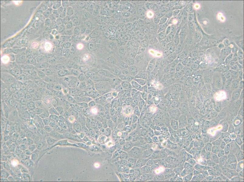 Capan-2 Cell Complete Medium - small - 5