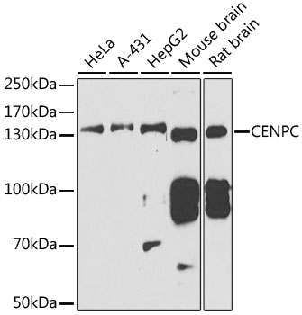 Western blot analysis of extracts of various cell lines using CENPC Polyclonal Antibody at 1:1000 dilution.