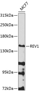 Western blot analysis of extracts of MCF-7 cells using REV1 Polyclonal Antibody at 1:1000 dilution.