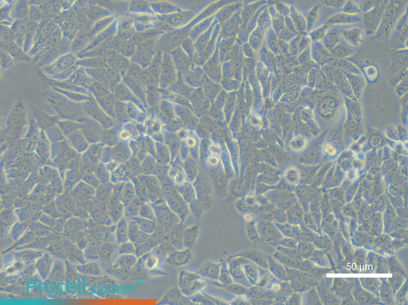 NCI-H358 - 6