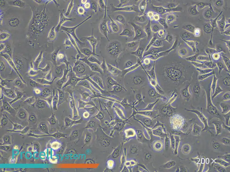 TE-1 Cell Complete Medium - small - 6