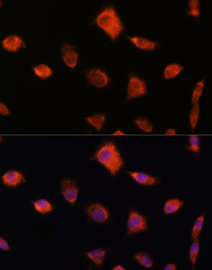 Immunofluorescence analysis of L929 cells using NUMB Polyclonal Antibody at dilution of 1:100. Blue: DAPI for nuclear staining.