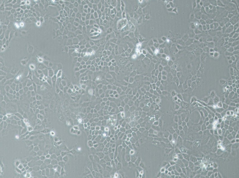 A-253 Cell Complete Medium - 3