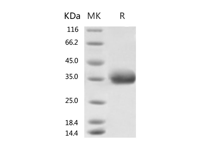 Measured by its binding ability in a functional ELISA. Immobilized Recombinant Human ACE2 Protein (mFc Tag)(PKSR030509) at 2 ug/mL (100 uL/well) can bind Recombinant 2019-nCoV Spike Protein, Biotinylated (RBD, His Tag) (PKSR030520), the EC50 of Recombinant 2019-nCoV Spike Protein, Biotinylated (RBD, His Tag) (PKSR030520) is 90-200 ng/mL.