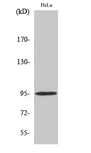 Western Blot analysis of Hela cells with Phospho-Glucocorticoid Receptor (Ser211) Polyclonal Antibody