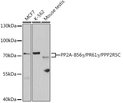 Western blot analysis of extracts of various cell lines using PP2A-B56γ/PR61γ/PP2A-B56γ/PR61γ/PPP2R5C Polyclonal Antibody at 1:1000 dilution.