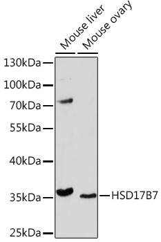 Western blot analysis of extracts of various cell lines using HSD17B7 Polyclonal Antibody at1:1000 dilution.