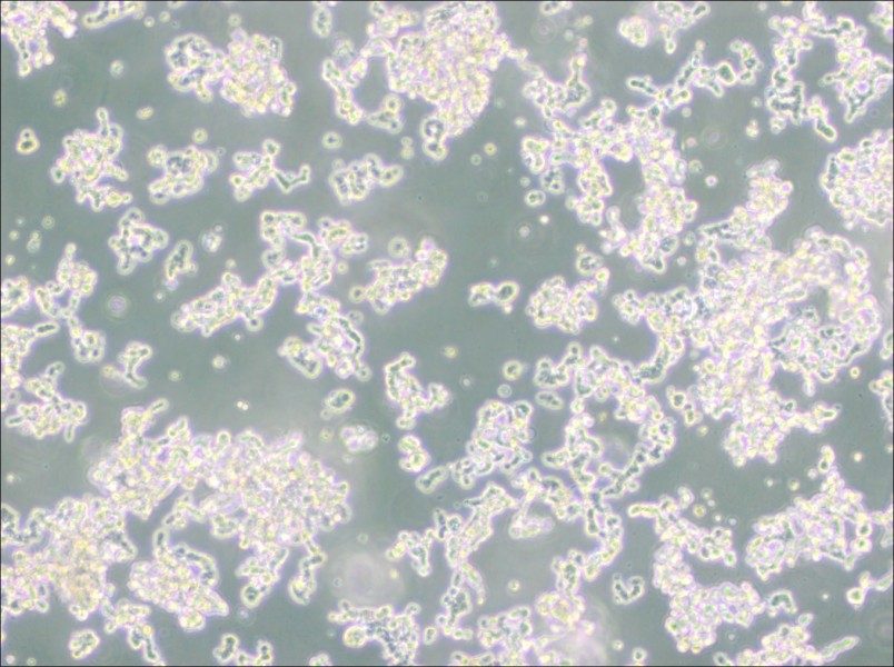 WERI-Rb-1 Cell Complete Medium-searchlist-1