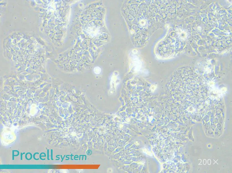 TE-14 Cell Complete Medium - 6