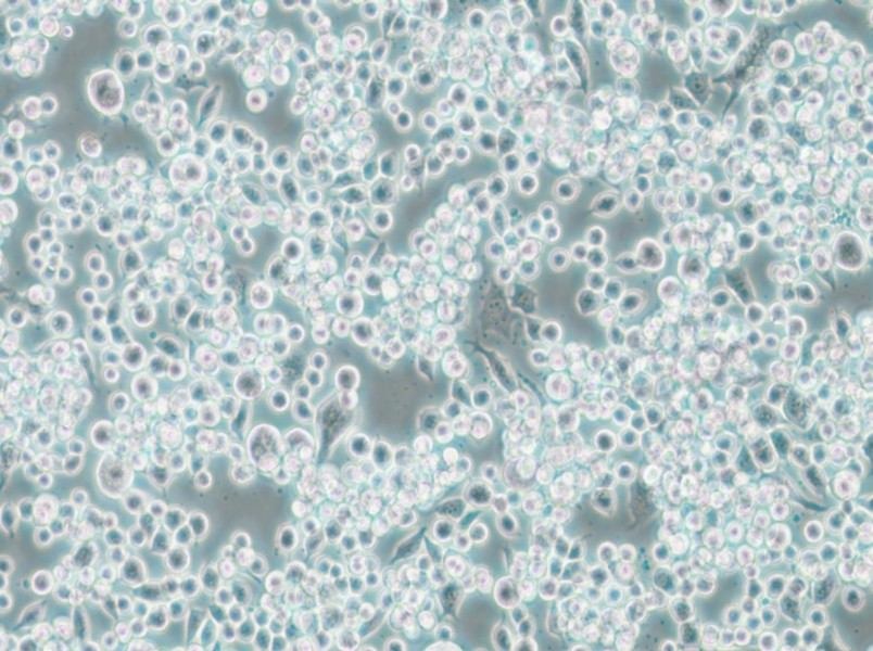 Lu-65 Cell Complete Medium - 4