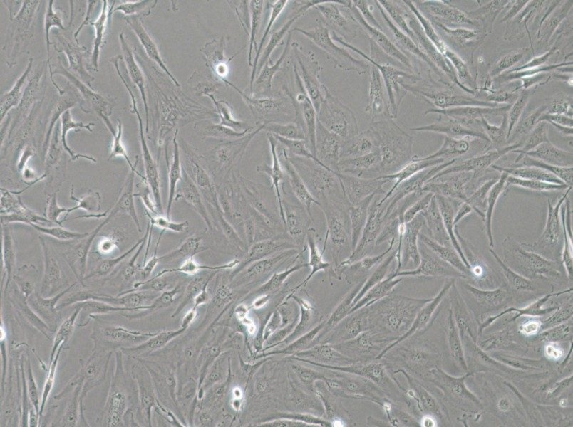FTC-133 Cell Complete Medium-searchlist-1
