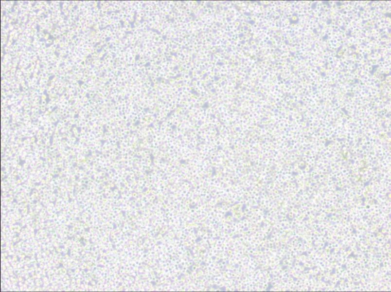 MEL Cell Complete Medium-searchlist-1