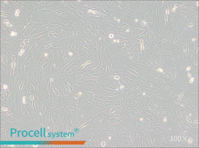 SJSA-1 Cell Complete Medium - 2