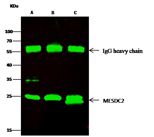 Recombinant MESDC2 Monoclonal Antibody - small - 2