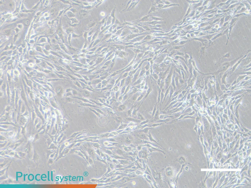 MS1 Cell Complete Medium - 2