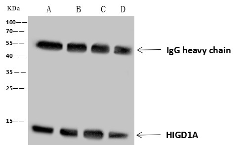 HIGD1A Polyclonal Antibody - small - 3