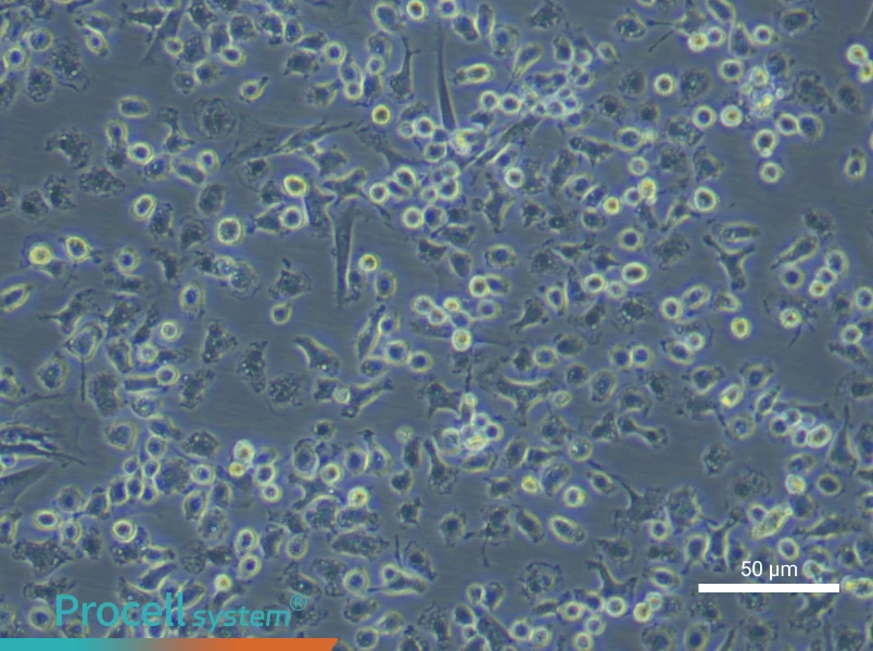 Rat Bone Marrow-Derived Macrophage Complete Medium - 4