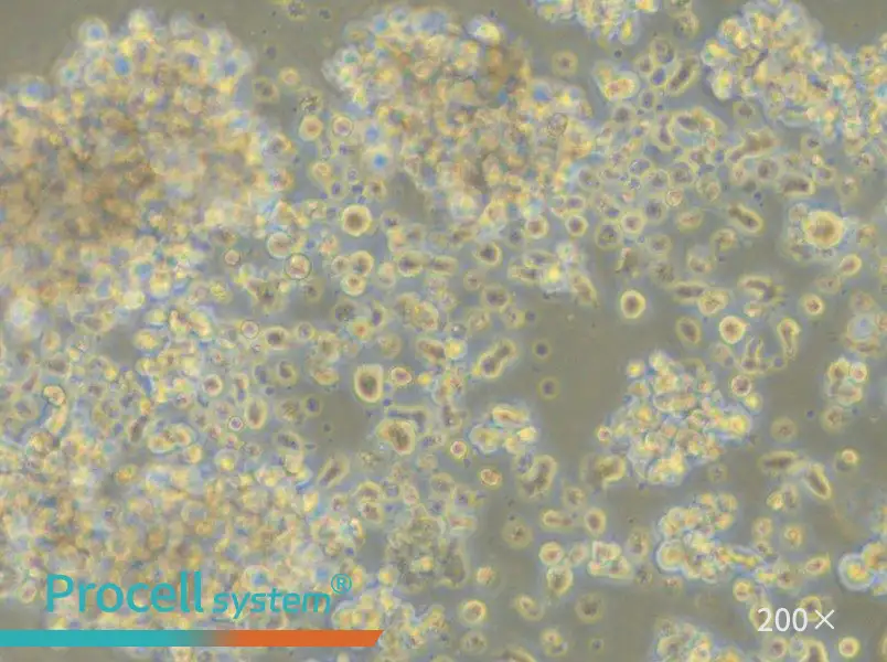 LCL 721.221 Cell Complete Medium - small - 6