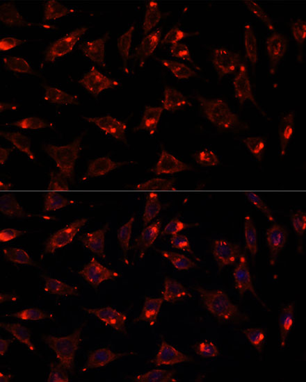 Immunofluorescence analysis of L929 cells using SCGB3A2 Polyclonal Antibody at dilution of  1:100. Blue: DAPI for nuclear staining.