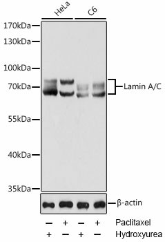 Western blot analysis of extracts of various cell lines using Lamin A/C Polyclonal Antibody at dilution of 1:1000. HeLa cells were treated by Hydroxyurea (4 mM) at 37?C for 20 hours or treated by Paclitaxel (100 nM/ml) at 37?C for 20 hours. C6 cells were treated by Hydroxyurea (4 mM) at 37?C for 20 hours or treated by Paclitaxel (100 nM) at 37?C for 20 hours.