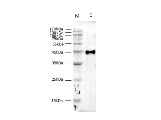 AF/LE Purified Anti-Mouse/Human GAL3 Antibody[M3/38]-产品推荐-1