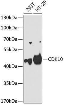 Western blot analysis of extracts of various cell lines using CDK10 Polyclonal Antibody at 1:1000 dilution.