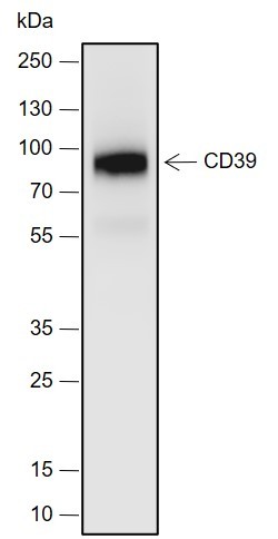 Recombinant CD39 Monoclonal Antibody-searchlist-1