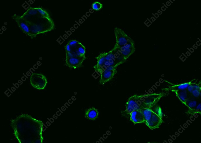 TROP2/TACSTD2 Monoclonal Antibody - 10
