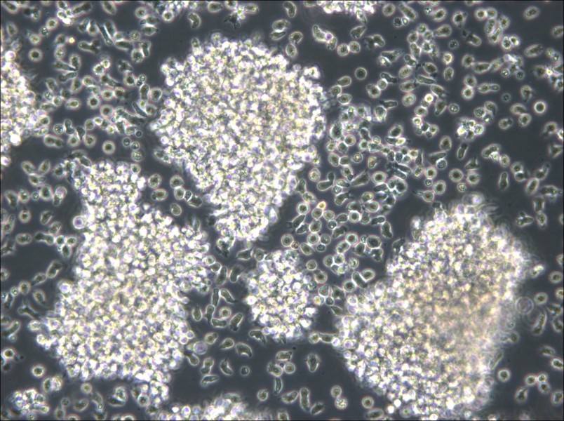 MC/CAR Cell Complete Medium - small - 4