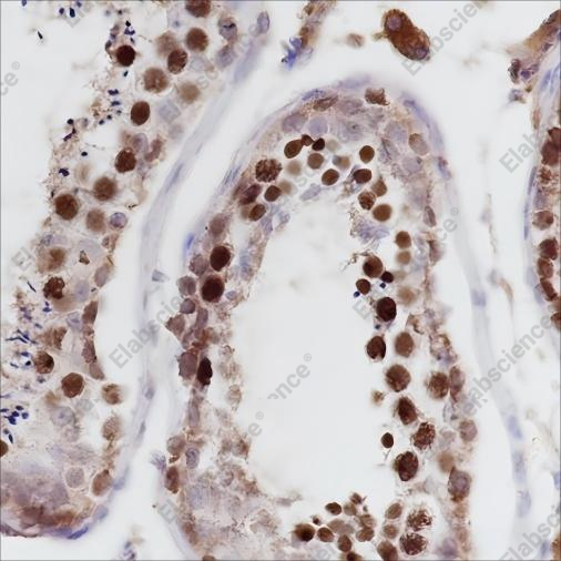 Recombinant PTBP2 Monoclonal Antibody - 2