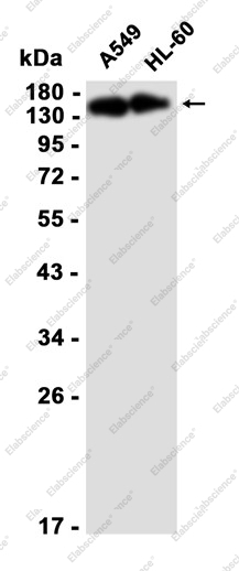 Recombinant SPT5 Monoclonal Antibody - 1