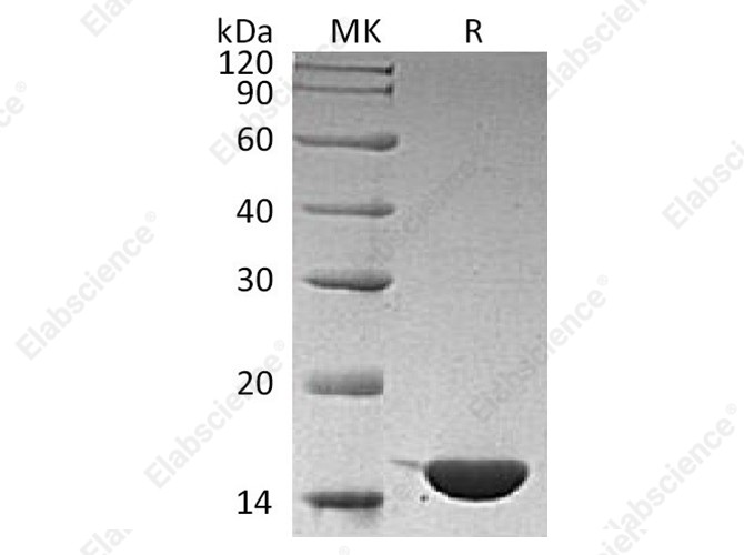 Recombinant Human IL36G/IL1F9 Protein - 1