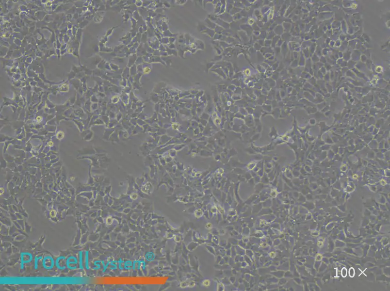 NCI-H322 Cell Complete MediumNCI-H322 Cell Complete Medium - 2