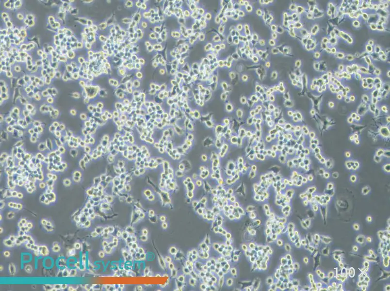 Neuro-2a [N2a] Cell Complete Medium - 1