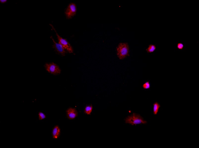 Mouse Peritoneal Macrophage Complete Medium - small - 4