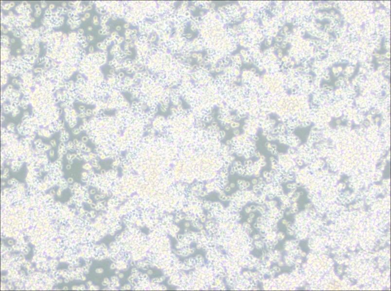 EL-4-B5 Cell Complete Medium-searchlist-1