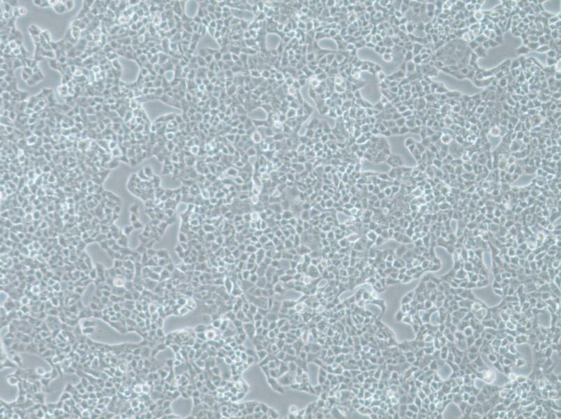 RPMI-2650 Cell Complete Medium - 3