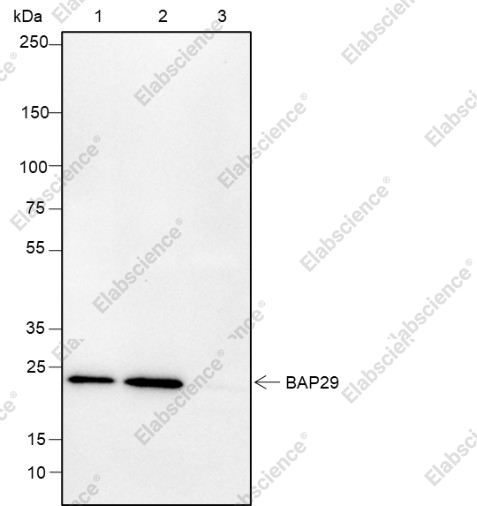 Recombinant BAP29 Monoclonal Antibody - 5
