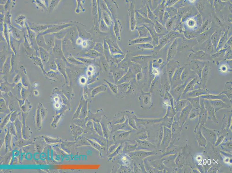 T24 [T-24] Cell Complete Medium - 3
