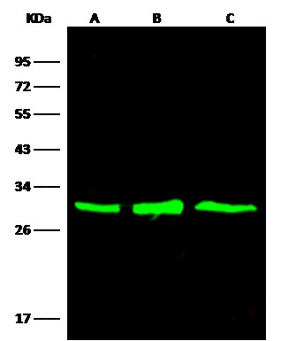 Recombinant AK4/Adenylate Kinase 4/AK3L1 Monoclonal Antibody - small - 3