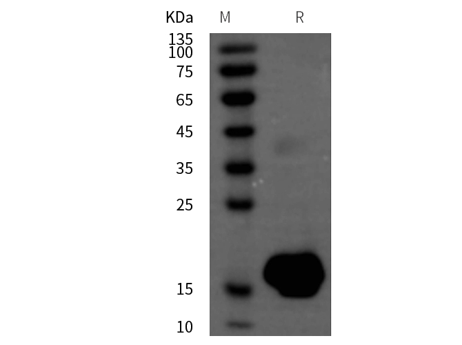Recombinant Human CXCL1 Protein(GST Tag)-产品推荐-1