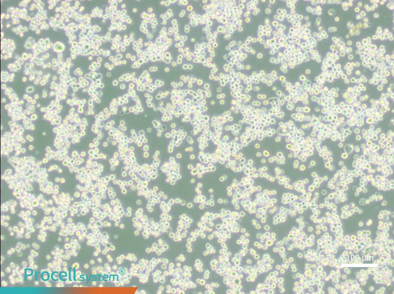 MR1 Cell Complete Medium - 1